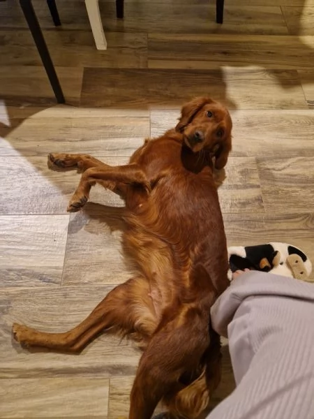 Cuccioli di Setter Irlandesi | Foto 1