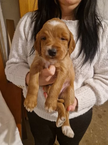 Cuccioli di Setter Irlandesi | Foto 0
