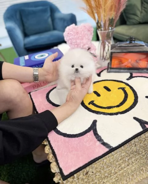 Cucciolo di Pomerania Toy in miniatura con soffice pelliccia pronto per una casa buona, amorevole e  | Foto 2