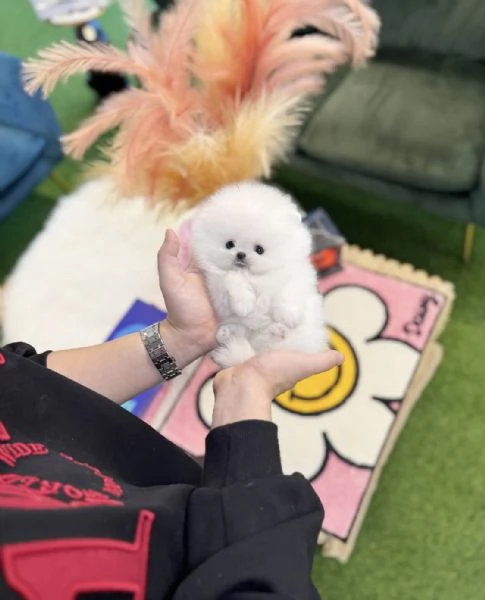 Cucciolo di Pomerania Toy in miniatura con soffice pelliccia pronto per una casa buona, amorevole e  | Foto 1