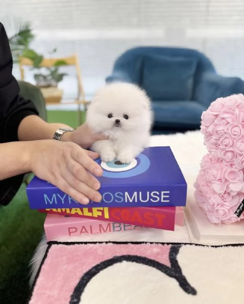 Cucciolo di Pomerania Toy in miniatura con soffice pelliccia pronto per una casa buona, amorevole e  | Foto 0