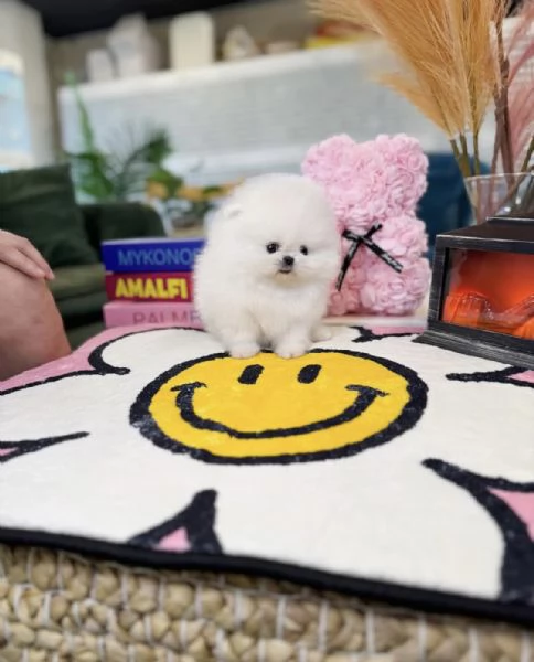 Cucciolo di Pomerania Toy in miniatura con soffice pelliccia pronto per una casa buona, amorevole e 