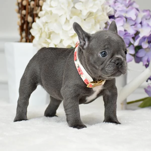 Bulldog Francese: Cuccioli di 3 Mesi da Amare” | Foto 0