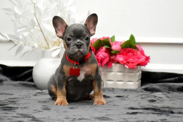 Bulldog Francese: Cuccioli di 3 Mesi da Amare!!!
