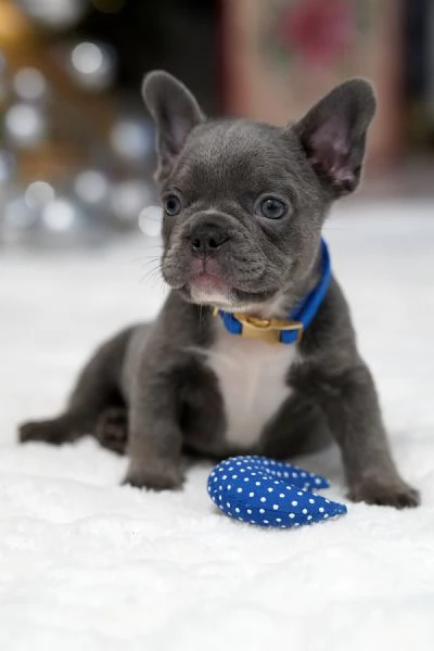 Bulldog Francese Cuccioli: Amore, Gioia e Compagnia!!! | Foto 0