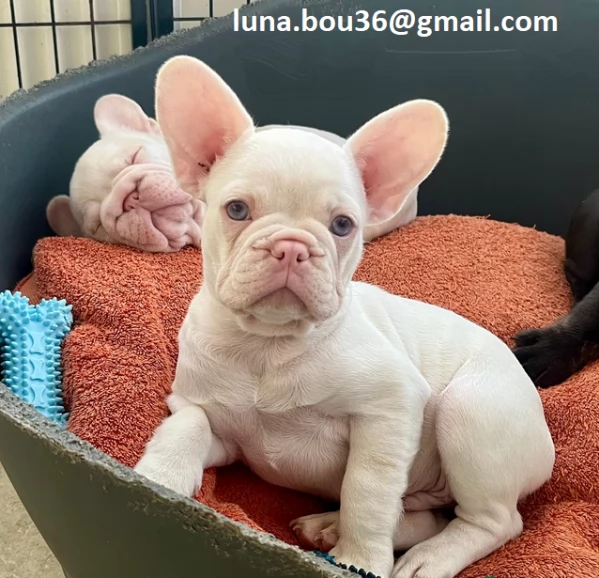 Regalo cuccioli di BULLDOG FRANCES cuccioli di BULLDOG FRANCES , ancora disponibili un maschio e una