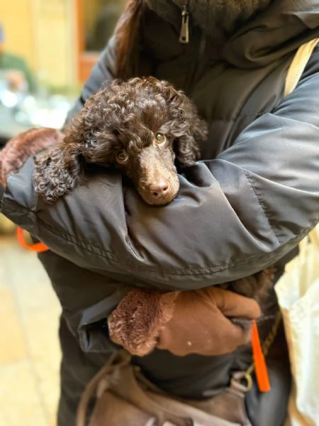 Cuccioli di barbone nano 