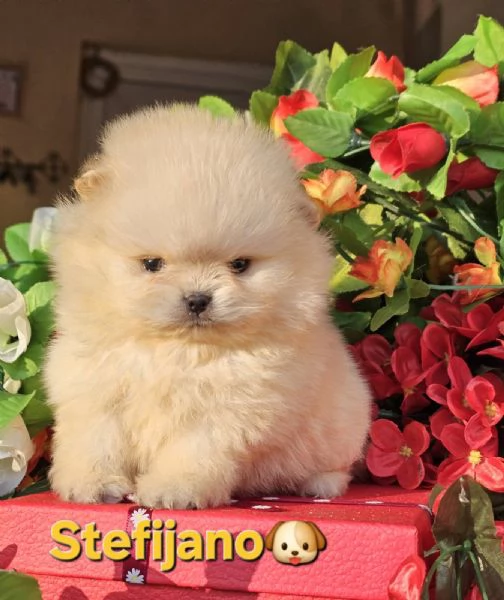 Cuccioli di Pomeranian Boo | Foto 0