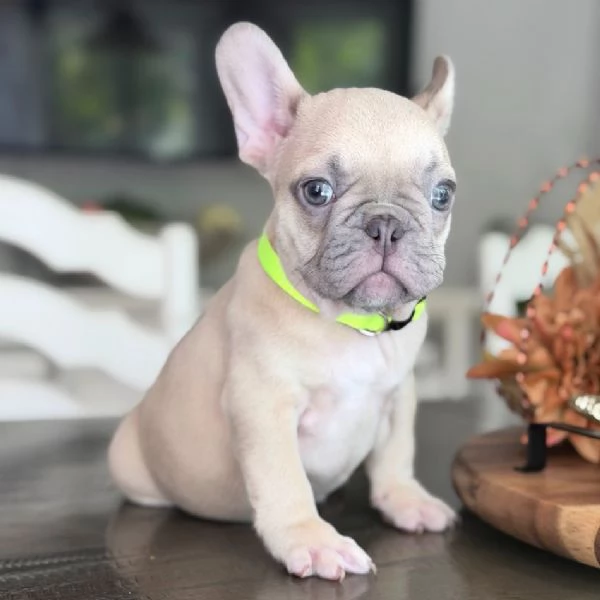 Dolcissimi Cuccioli di Bulldog Francese di 3 Mesi | Foto 0