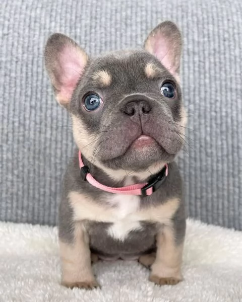 Adorabili Bulldog Francesi – Maschi e Femmine Disponibili. | Foto 0