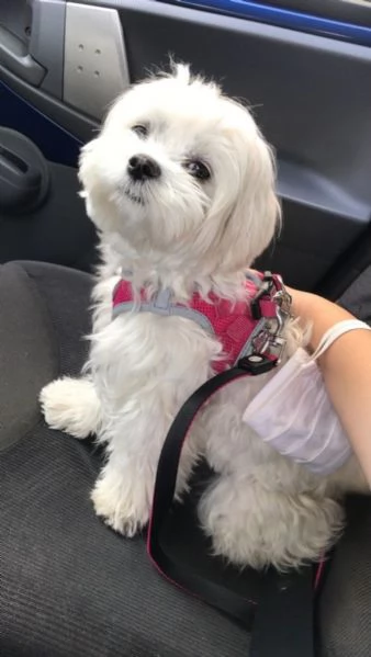 2 cuccioli di maltese in adozione | Foto 2