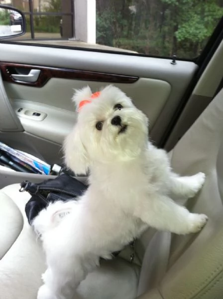 2 cuccioli di maltese in adozione