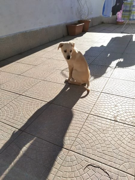 Cerchiamo acquirente cucciolo 