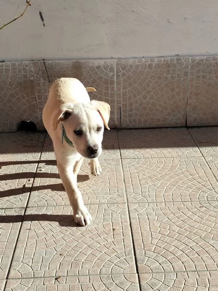 Cerchiamo acquirente cucciolo  | Foto 1