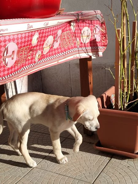 Cerchiamo acquirente cucciolo  | Foto 0