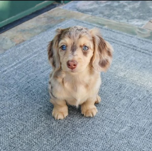 Cucciolo di bassotto disponibile per l'adozione!.