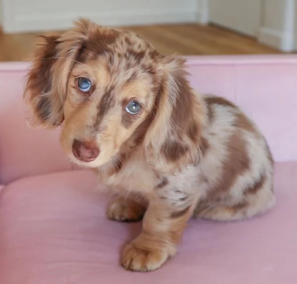 Cucciolo di bassotto disponibile per l'adozione!