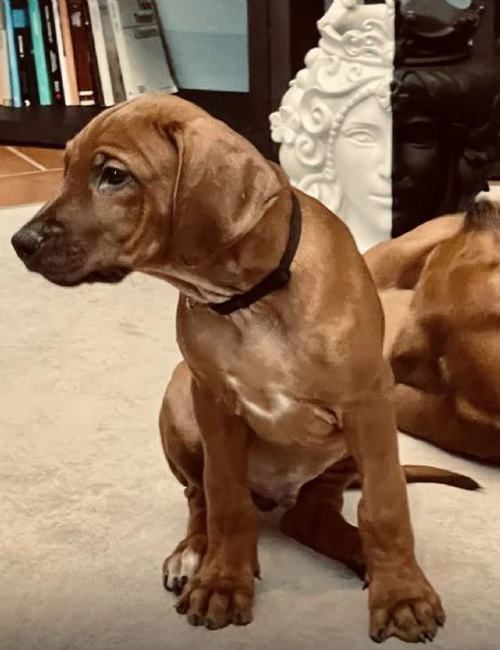 Adorabili cuccioli di Rhodesian Ridgeback 