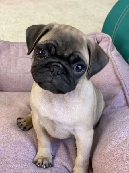 Bellissimi cuccioli di carlino, maschi e femmine. 