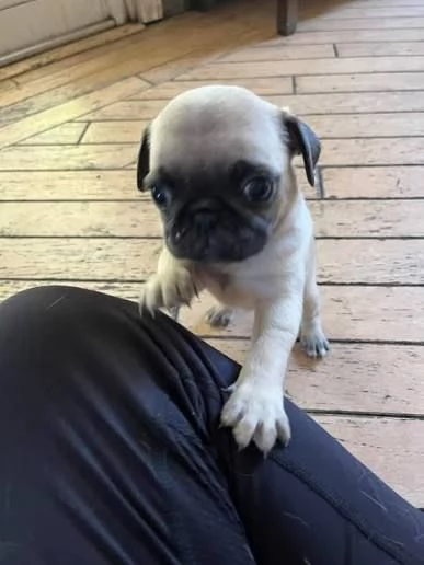 Adorabili e straordinari cuccioli di Carlino. 