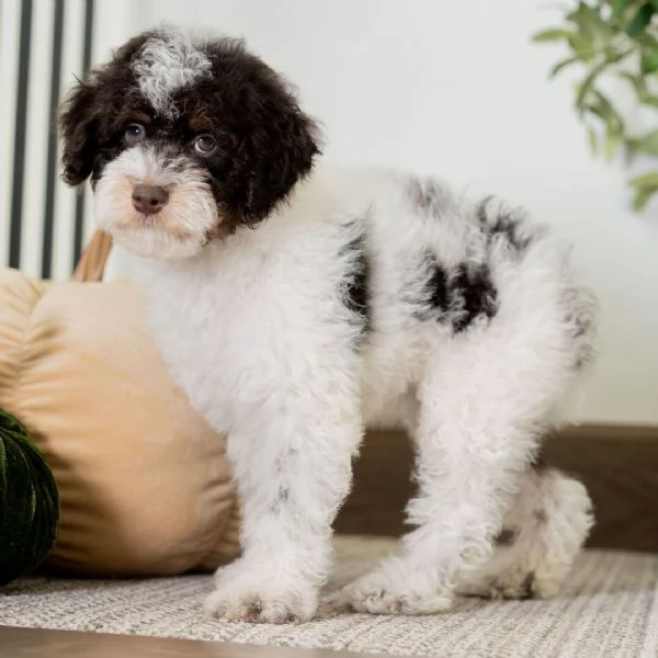  Lagotto (cuccioli maschio e femmina)