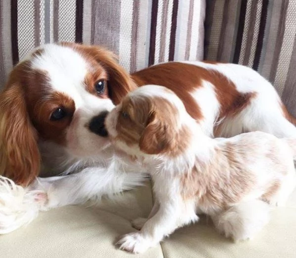 Cavalier King Charles (cuccioli maschio e femmina)