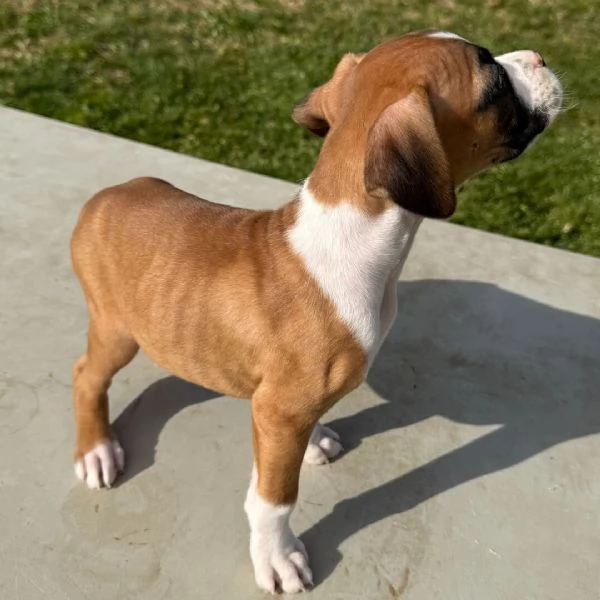 Boxer (cuccioli maschio e femmina) | Foto 0