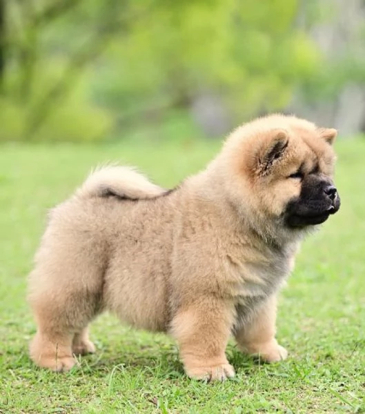 Chow Chow (cuccioli maschio e femmina) | Foto 0
