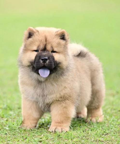 Chow Chow (cuccioli maschio e femmina)