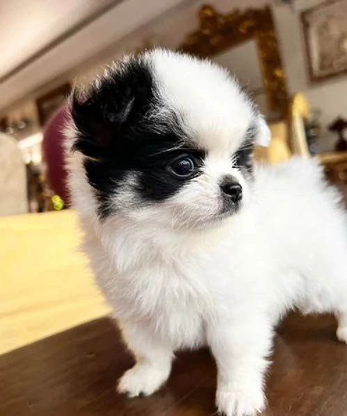  Splitz Pomeranian (cuccioli maschio e femmina) | Foto 0