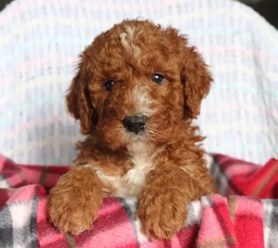  Barboncino toy (cuccioli maschio e femmina)