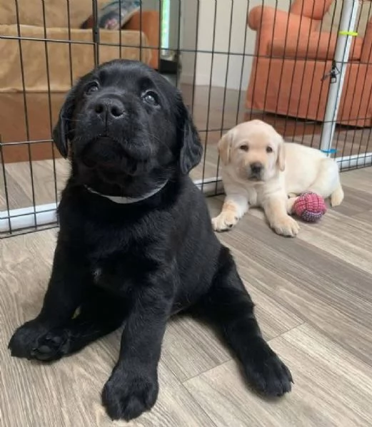  Labrador (cuccioli maschio e femmina)