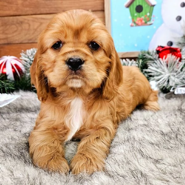 Cocker spaniel (cuccioli maschio e femmina) | Foto 0