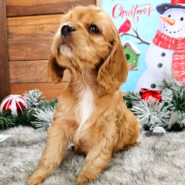 Cocker spaniel (cuccioli maschio e femmina)