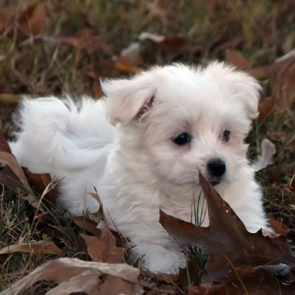 Regalo Maltese (cuccioli maschio e femmina) | Foto 0