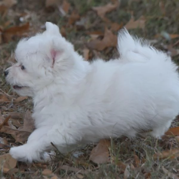Regalo Maltese (cuccioli maschio e femmina)