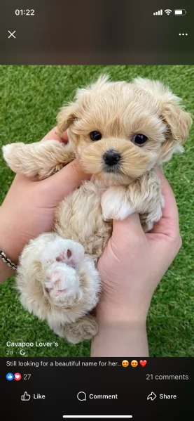 Bichon fries (cuccioli maschio e femmina) | Foto 0