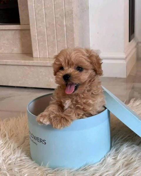 Maltipoo (cuccioli maschio e femmina) | Foto 0