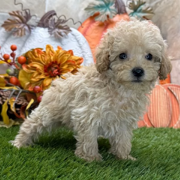 Maltipoo (cuccioli maschio e femmina)
