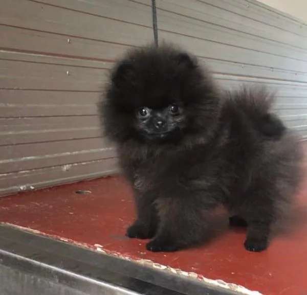 Volpino Pomeranian (cuccioli maschio e femmina)