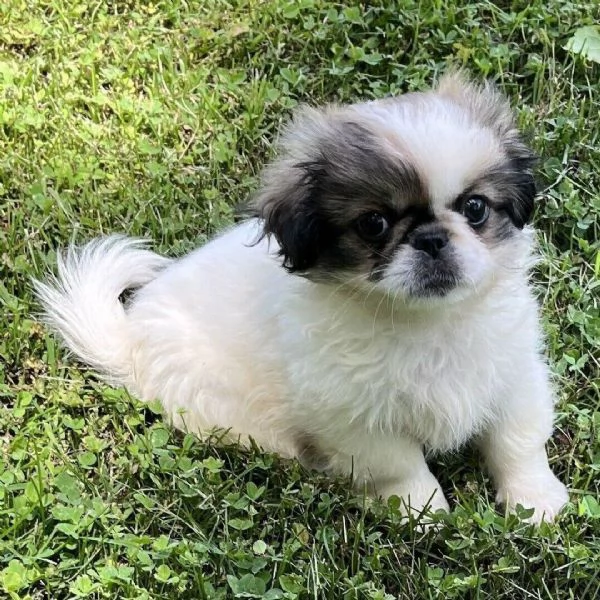 Pechinese (cuccioli maschio e femmina)