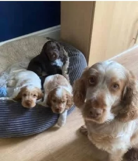 Cocker spaniel (cuccioli maschio e femmina