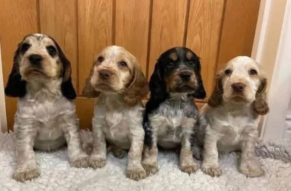 Cocker spaniel (cuccioli maschio e femmina | Foto 0