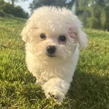 Regalo Bolognese (cuccioli maschio e femmina) | Foto 0