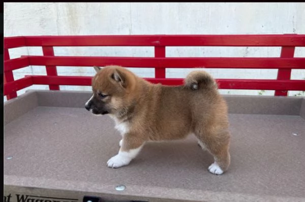 Regalo Shiba Inu (cuccioli maschio e femmina)