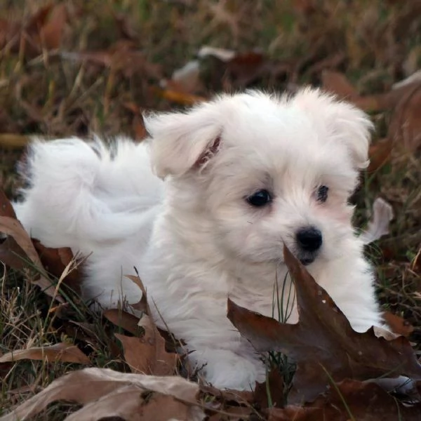 Maltese (cuccioli maschio e femmina) | Foto 1