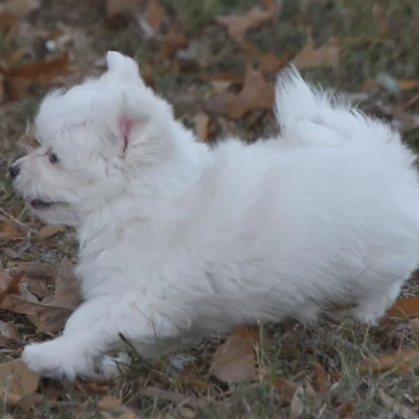 Maltese (cuccioli maschio e femmina)