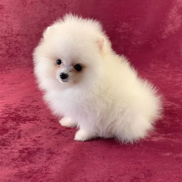 Volpino Pomeranian (cuccioli maschio e femmina) | Foto 0