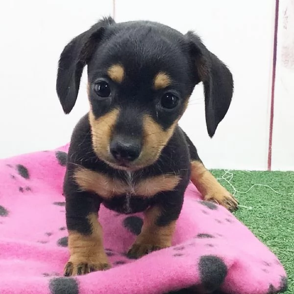 Bassotto (cuccioli maschio e femmina) | Foto 0