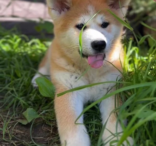 Akita inu (cuccioli maschio e femmina)